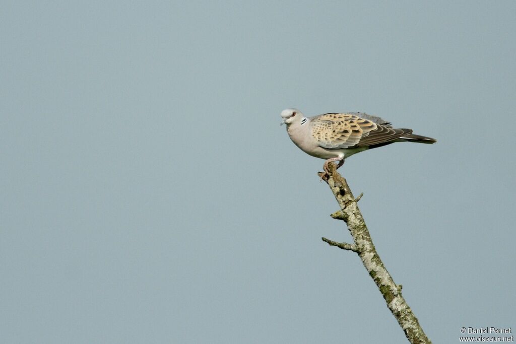 Tourterelle des boisadulte, identification