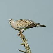 European Turtle Dove