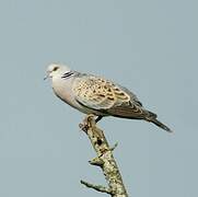 European Turtle Dove