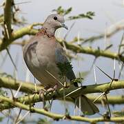 Laughing Dove