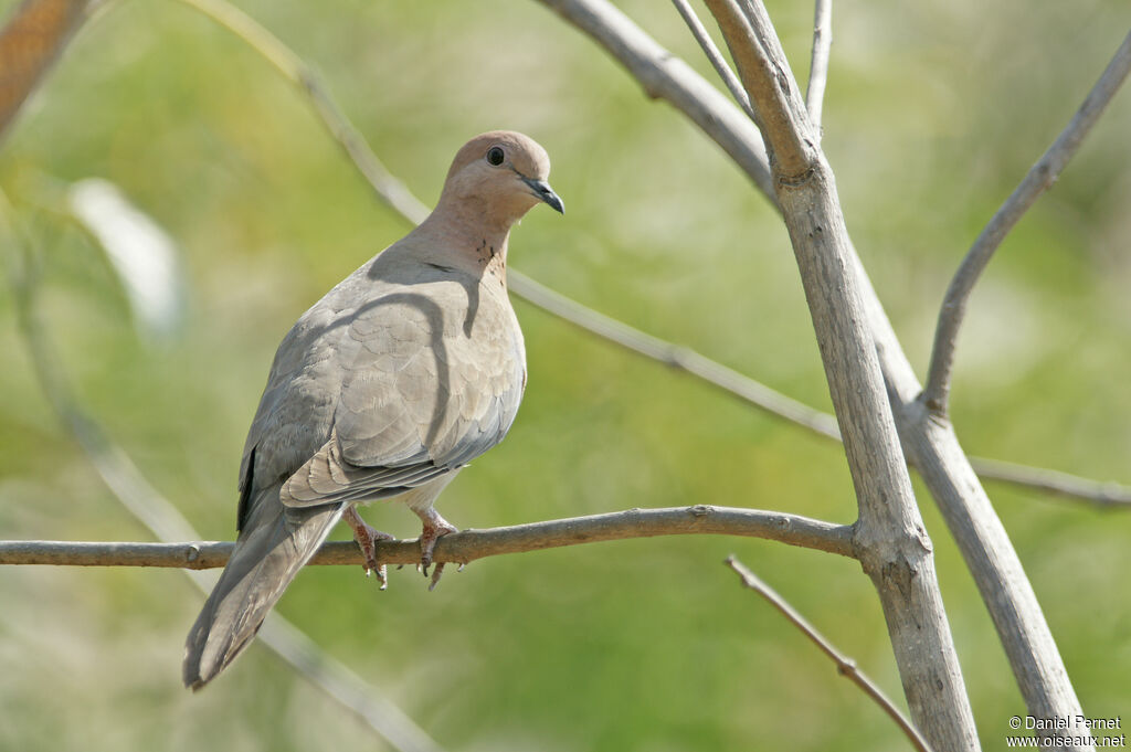 Laughing Doveadult