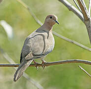 Laughing Dove