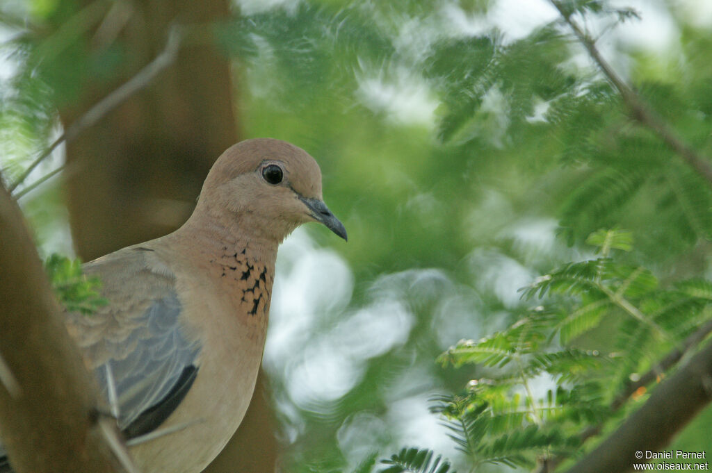 Laughing Doveadult, identification