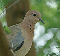 Laughing Dove