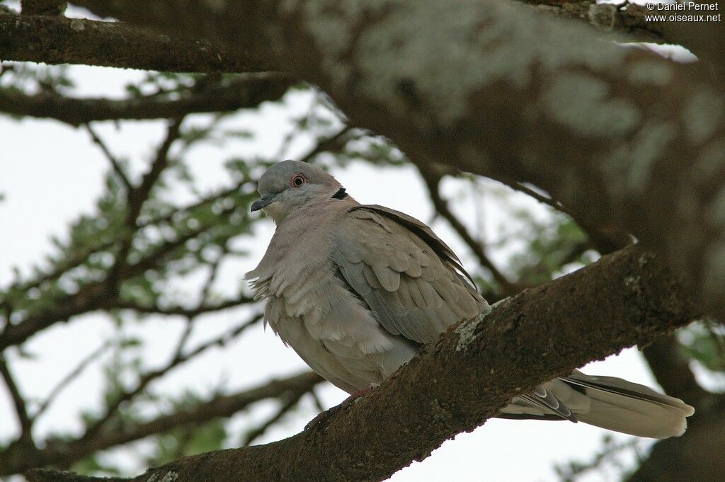 Mourning Collared Doveadult, identification