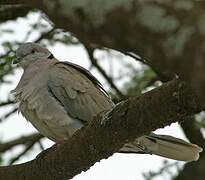 Mourning Collared Dove