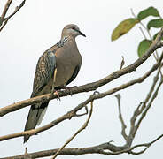 Spotted Dove