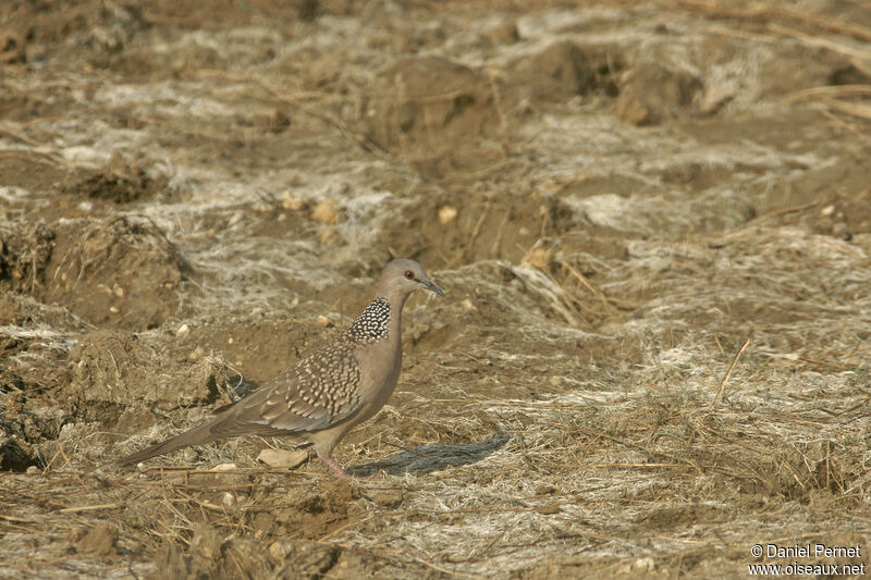 Spotted Dove, identification, walking