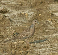 Spotted Dove