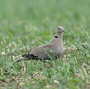 Eurasian Collared Dove