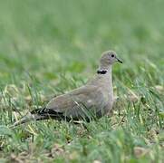 Eurasian Collared Dove