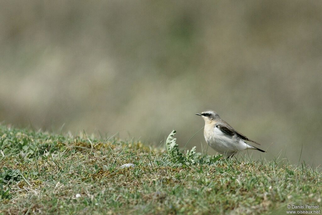 Traquet motteux mâle adulte, identification