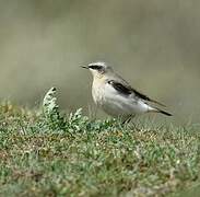 Northern Wheatear