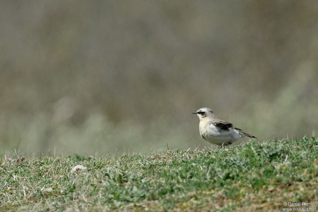 Northern Wheatear male adult, identification