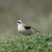 Northern Wheatear