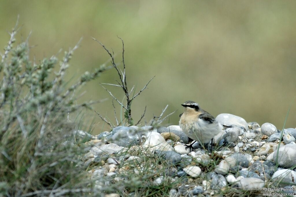 Northern Wheatear male adult, identification