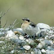 Northern Wheatear