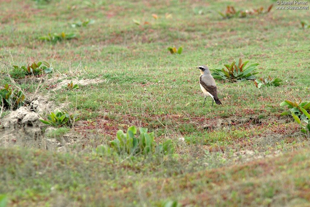 Traquet motteux mâle adulte, identification