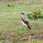 Northern Wheatear