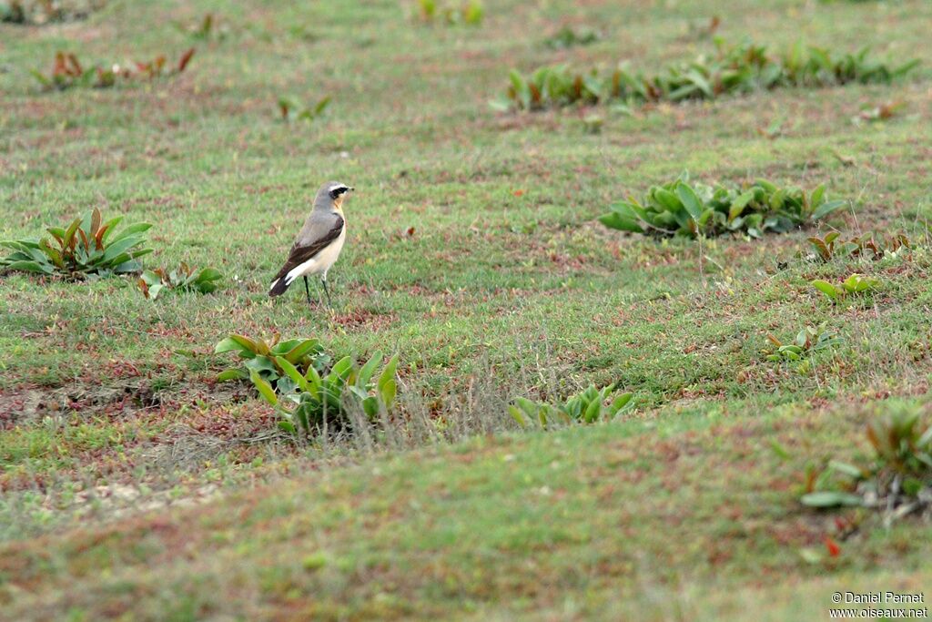 Northern Wheatear male adult, identification