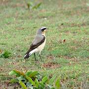 Northern Wheatear