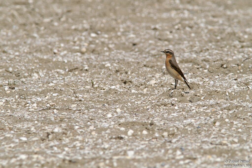 Northern Wheatear male adult, identification