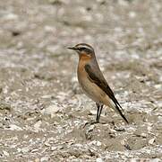 Northern Wheatear