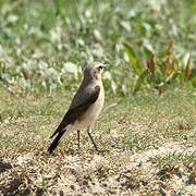 Northern Wheatear