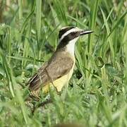 Lesser Kiskadee