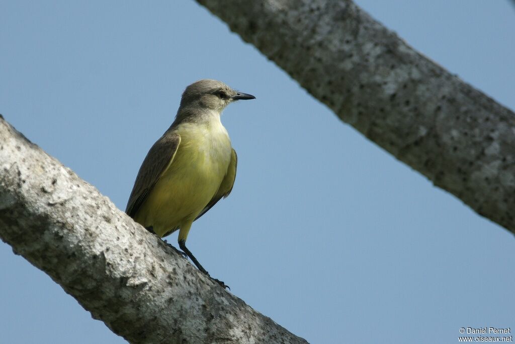 Tropical Kingbirdadult, identification