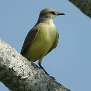 Tropical Kingbird