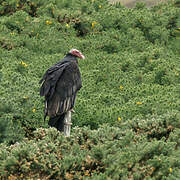 Turkey Vulture