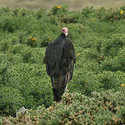 Turkey Vulture