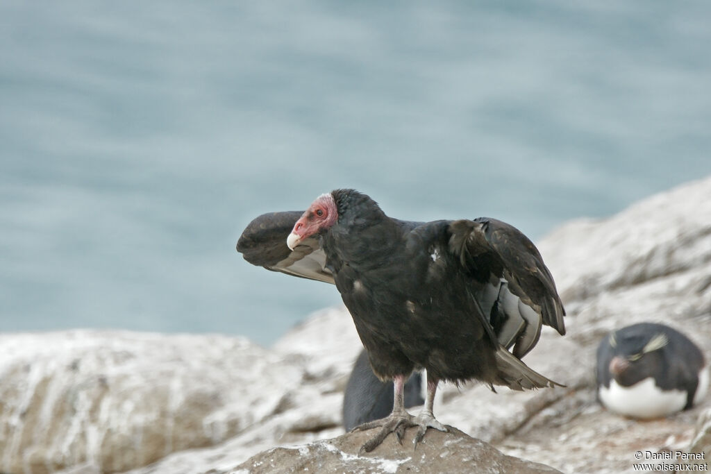 Urubu à tête rougeadulte