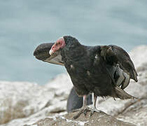 Turkey Vulture