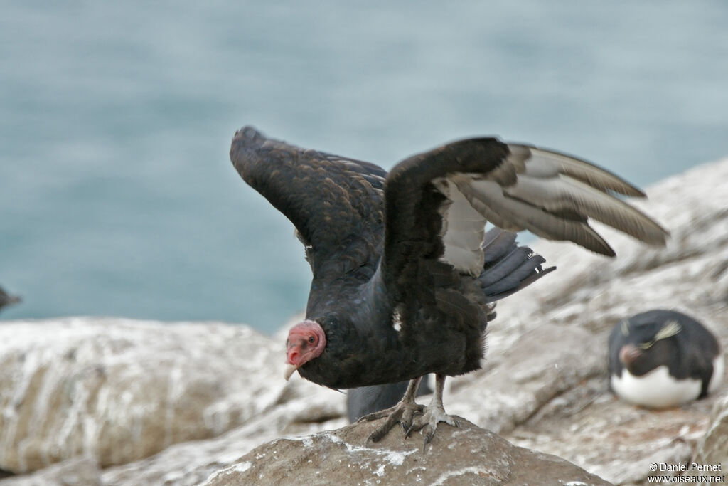 Urubu à tête rougeadulte