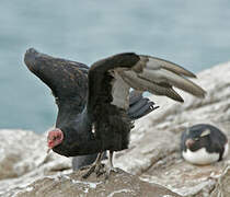 Turkey Vulture