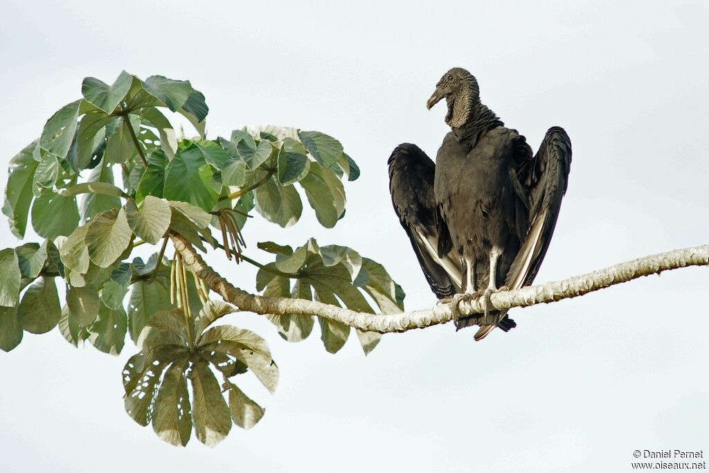 Urubu noiradulte, identification, Comportement