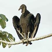 Black Vulture