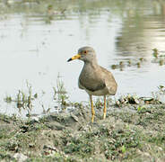 Grey-headed Lapwing