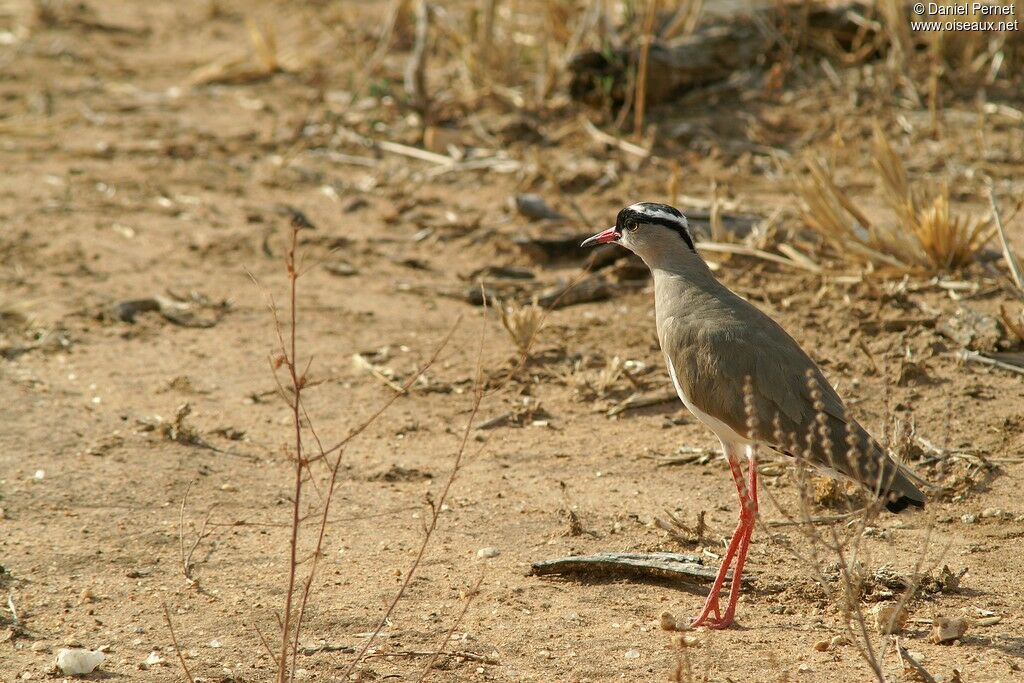 Vanneau couronnéadulte, identification