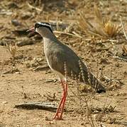 Crowned Lapwing