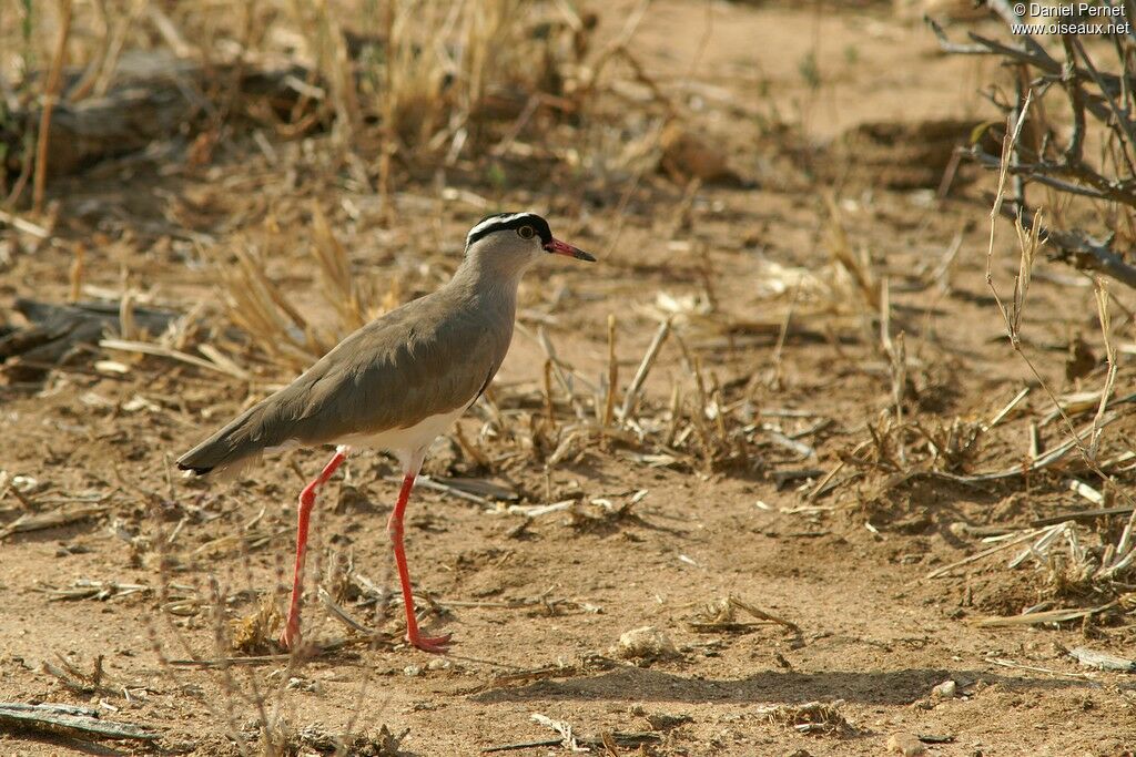 Vanneau couronnéadulte, identification