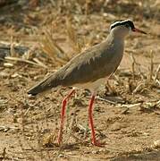 Crowned Lapwing