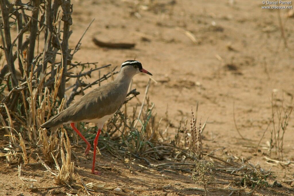 Crowned Lapwingadult, identification