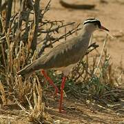 Crowned Lapwing