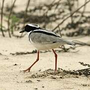 Pied Plover