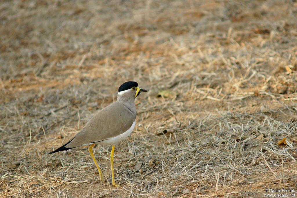 Yellow-wattled Lapwing, walking