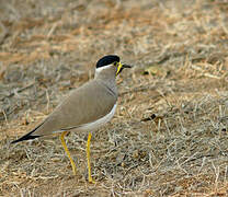 Yellow-wattled Lapwing