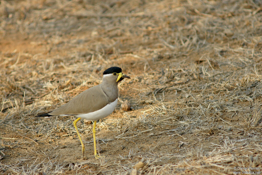 Yellow-wattled Lapwingadult, walking